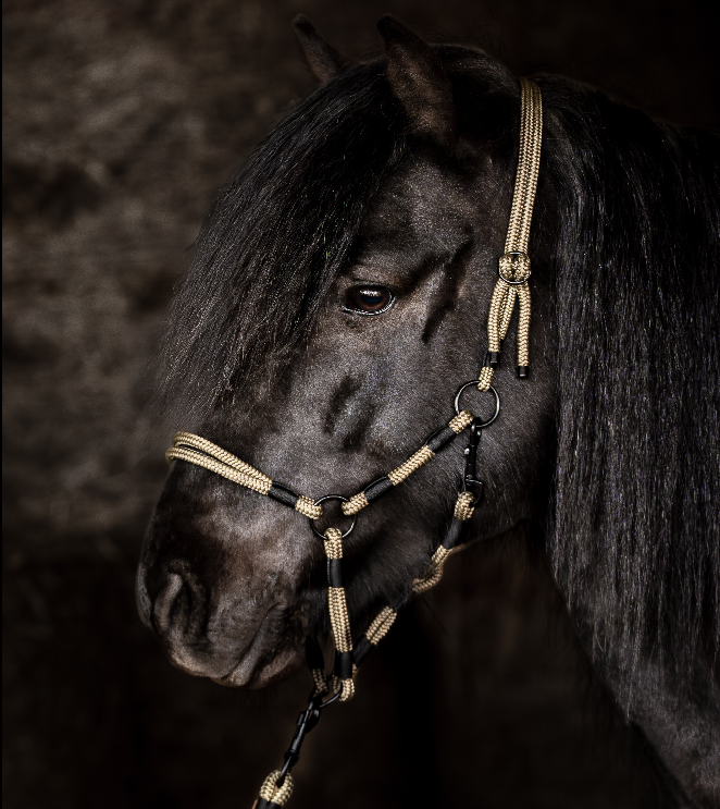 Stallhalfter „Álfur“