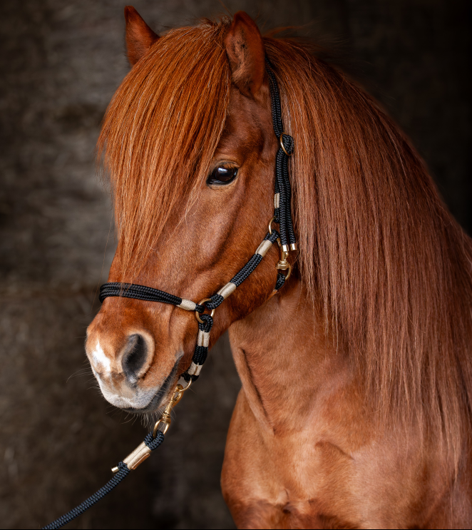 Stallhalfter „Svatur“